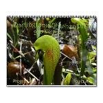 Darlingtonia Californica/pitcher plant/cobra plant/carnivorous plant