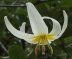 fawn lily