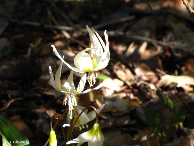 California fawn Lily
