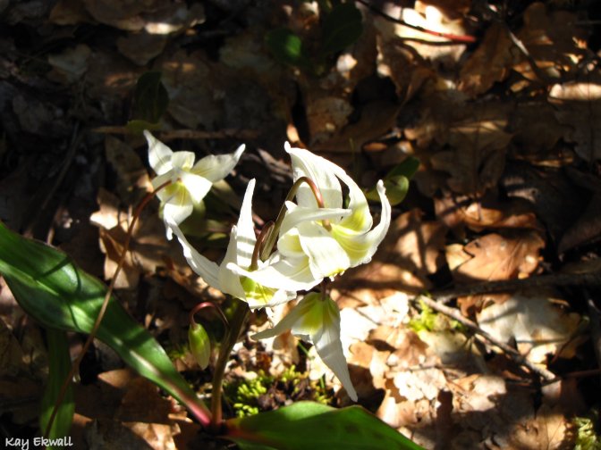 California Fawn Lily/Erythronium californicum