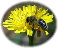 honey bee, pollinator